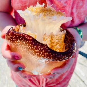 Meet your Posher, Dawn